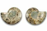 Cut & Polished, Agatized Ammonite Fossil - Madagascar #323414-1